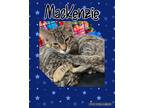 Adopt MacKenzie a Gray, Blue or Silver Tabby Domestic Shorthair (short coat) cat