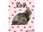 Adopt Kirin a Gray, Blue or Silver Tabby Domestic Shorthair (short coat) cat in