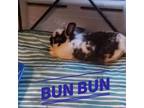 Adopt Bun BUn a White Other/Unknown / Mixed rabbit in Brick, NJ (37560926)