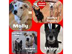 Adopt Molly a Tan/Yellow/Fawn - with White Labrador Retriever / Mixed dog in