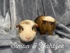 Adopt Simon & Yahtzee a Guinea Pig small animal in Villa Park, IL (37563199)