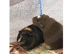 Adopt Milo & Winston a Guinea Pig small animal in Villa Park, IL (37563228)