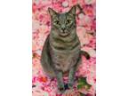 Adopt Johnny a Gray, Blue or Silver Tabby Domestic Shorthair (short coat) cat in