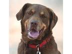 Adopt Akita a Brown/Chocolate Border Collie / Mixed dog in Kanab, UT (29953936)