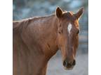 Adopt Rosie a Quarterhorse / Mixed horse in Kanab, UT (33568098)