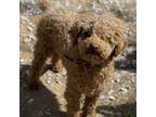 Adopt Beibei 8499 a Tan/Yellow/Fawn Poodle (Standard) / Mixed dog in Brooklyn