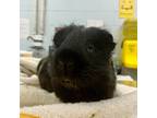 Adopt Dale a Black Guinea Pig / Guinea Pig / Mixed small animal in Kingston