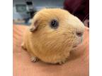 Adopt Chip a Buff Guinea Pig / Guinea Pig / Mixed small animal in Kingston