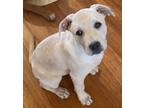 Adopt Eden a Tan/Yellow/Fawn Labrador Retriever / Mixed dog in Mason