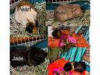 Adopt Pearl Jade & Ruby a Guinea Pig small animal in Villa Park, IL (37563284)