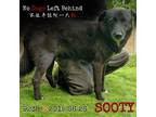 Adopt Sooty 9238 a Black Border Collie / Mixed Breed (Medium) / Mixed dog in