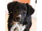 Adopt Rufus a Black Border Collie / Spaniel (Unknown Type) / Mixed dog in Kanab
