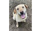 Adopt Buck a Tan/Yellow/Fawn Labrador Retriever / Mixed dog in Heber Springs