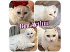 Adopt Bea Arthur a White Domestic Longhair (long coat) cat in Hollister