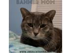 Adopt Banner Mom (Freda) a Gray or Blue Domestic Shorthair (short coat) cat in