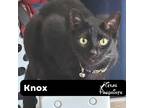 Adopt Knox a Black (Mostly) Domestic Shorthair (short coat) cat in Dallas
