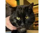 Adopt Victor a All Black Domestic Shorthair / Mixed cat in South Haven