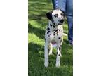 Adopt Lucky a White - with Black Dalmatian / Mixed dog in Turlock, CA (37565066)
