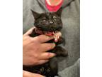 Adopt Nubia (f) a All Black Domestic Shorthair (short coat) cat in Fresh