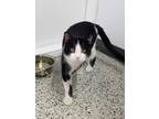 Adopt Key a All Black Domestic Shorthair / Domestic Shorthair / Mixed cat in