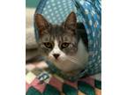 Adopt Shawna a Gray or Blue (Mostly) Domestic Shorthair (short coat) cat in