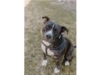 Adopt Josie a Black - with White American Pit Bull Terrier / Mixed dog in