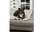 Adopt Ducky a Black - with White American Pit Bull Terrier / Mixed dog in