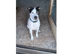 Adopt Max a White - with Black Pit Bull Terrier dog in oklahoma city