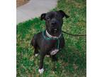 Adopt Jack a Black American Staffordshire Terrier dog in oklahoma city