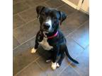 Adopt Ted a Black - with White Pit Bull Terrier / Mixed dog in oklahoma city