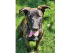 Adopt Willow a Black - with White German Shepherd Dog dog in oklahoma city