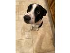 Adopt Luna a Black - with White Labrador Retriever / Husky dog in oklahoma city