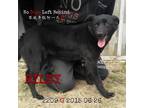Adopt Riley 2209 a Black Labrador Retriever / Mixed dog in Brooklyn