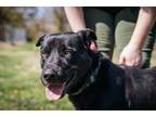Adopt Brett a Black Lakeland Terrier / Hound (Unknown Type) / Mixed dog in