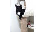 Adopt Walter a Black (Mostly) Domestic Shorthair (short coat) cat in Santa Ana