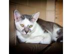 Adopt Valkor a Gray or Blue Domestic Shorthair / Mixed cat in Leesburg