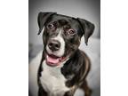 Adopt Hocus a Brindle - with White Labrador Retriever / Mixed dog in House