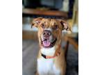 Adopt Quarry a Tan/Yellow/Fawn Mixed Breed (Large) / Mixed dog in Little Rock