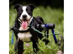 Adopt Captain a Black Labrador Retriever / Mixed dog in Austin, TX (37365386)