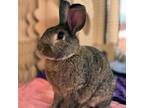 Adopt Lillian a American / Mixed rabbit in Kanab, UT (31172445)
