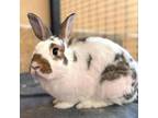 Adopt Speckles a Rhinelander / Mixed rabbit in Kanab, UT (30251770)