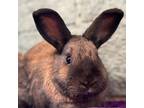 Adopt Moira a Cinnamon / Mixed rabbit in Kanab, UT (30290323)