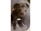 Adopt Espresso a Black - with White Pit Bull Terrier / Mixed dog in Overland