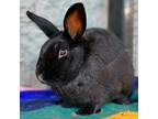 Adopt Aslaug a Havana / Mixed rabbit in Kanab, UT (30266144)