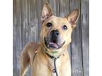Adopt Felix a Tan/Yellow/Fawn Mixed Breed (Medium) / Mixed dog in Madisonville