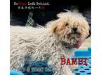 Adopt Bambi 7677 a White - with Tan, Yellow or Fawn Poodle (Standard) / Mixed