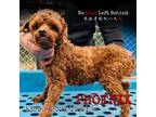 Adopt Phoenix 5359 a Tan/Yellow/Fawn Poodle (Standard) / Mixed dog in Brooklyn