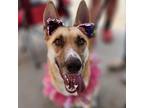 Adopt Suzie a White - with Tan, Yellow or Fawn German Shepherd Dog / Mixed dog