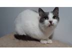 Adopt Celeste a White (Mostly) Domestic Shorthair (short coat) cat in Millerton
