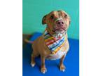 Adopt Simba a Pit Bull Terrier / Mixed dog in Lexington, KY (37609235)